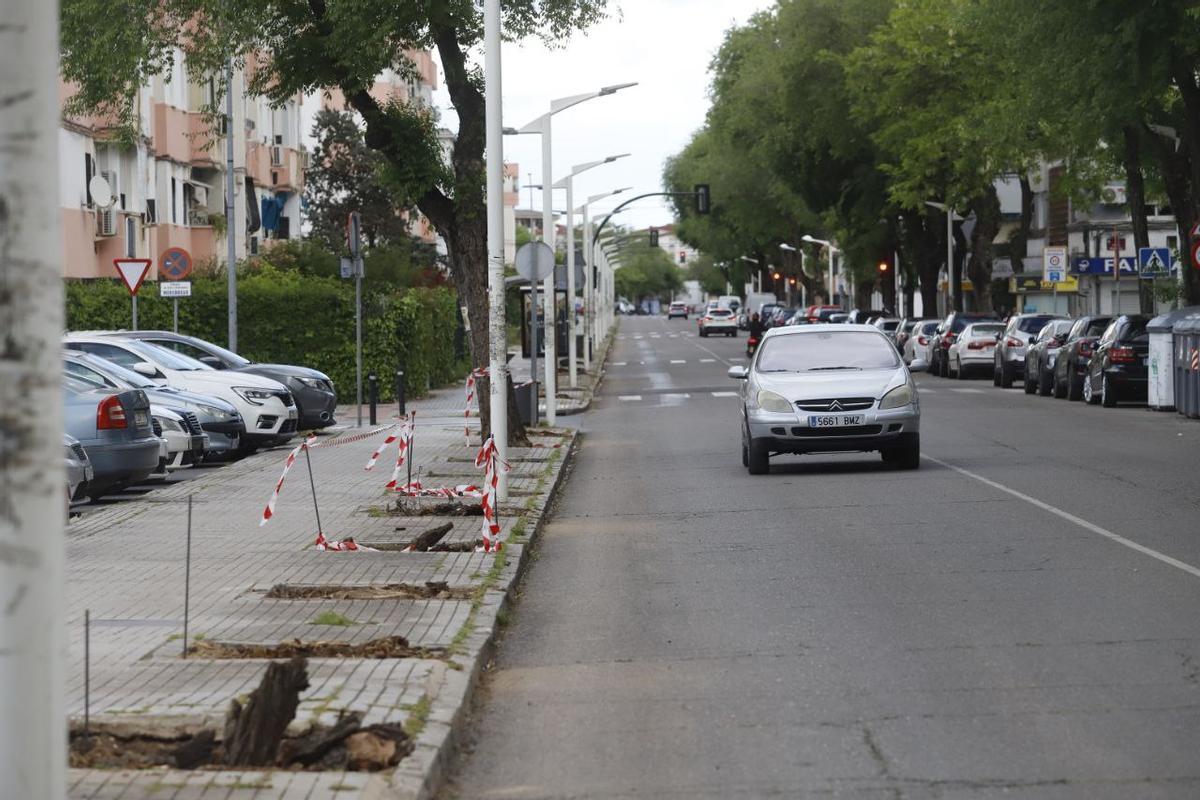 Comienzan la tala y la retirada de árboles y la obra en la avenida Virgen Milagrosa de Córdoba