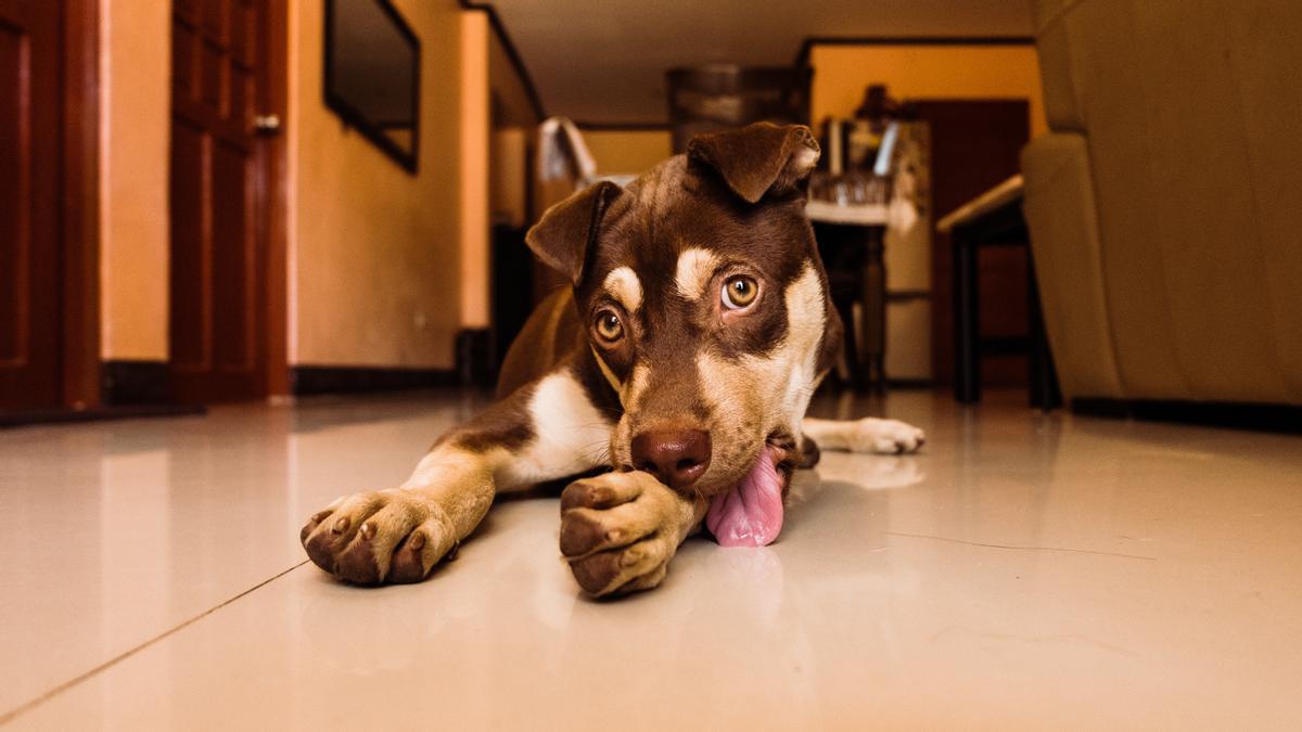 PERROS: Estos son los motivos por los que los perros lamen los pies de sus  dueños