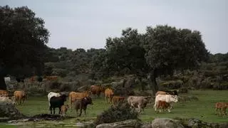 Las opas celebran el pago de las ayudas para vacas muertas por EHE fuera de la "crisis"