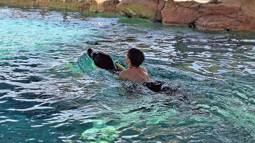 Los leones marinos de Aqua Natura socializan con niños en riesgo de exclusión social