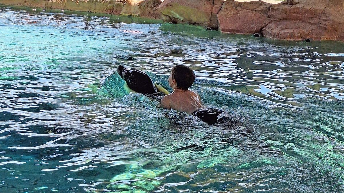 Los pequeños se benefician de la interactuación con los animales