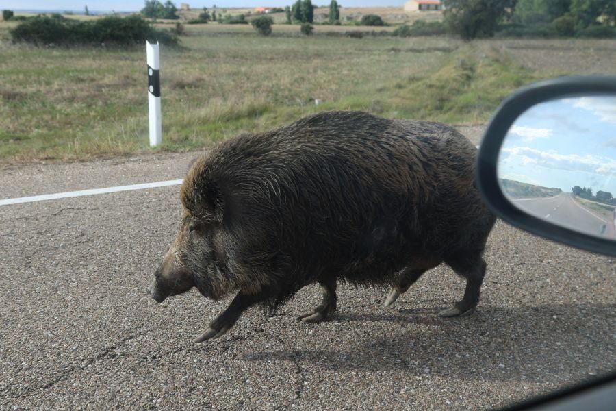 Un jabalí por la carretera de Pereruela