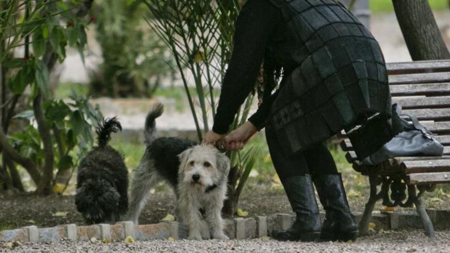 Ilicitanos por Elche reclama un albergue para animales