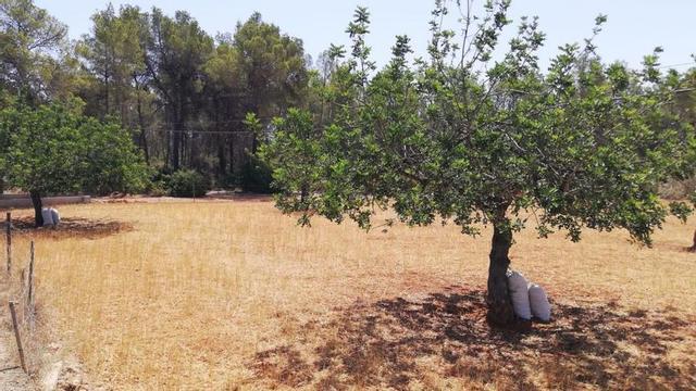 Sacos llenos de algarrobas bajo dos árboles de Forada.
