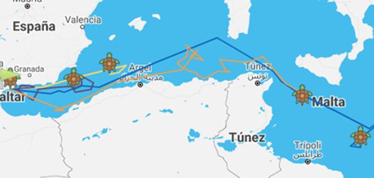 Recorrido de las tortugas Alfonsina, Eucrante, Ana y Marina del 01/10/2021 al 26/01/2022