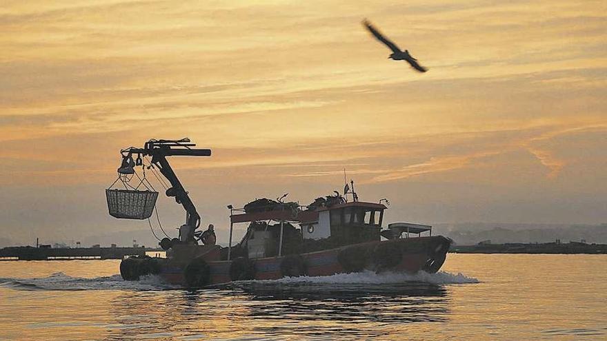 Un barco bateeiro arousano durante su regreso a puerto. // Muñiz