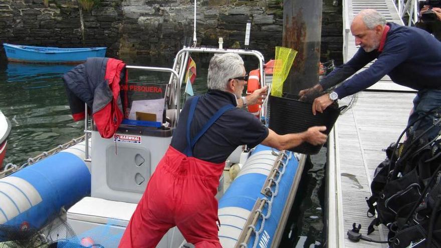 El biólogo José Francisco Carrasco carga los juveniles en el puerto de Luarca.