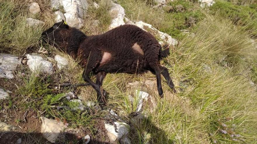 El lobo mata dieciséis ovejas a ganaderos de Cangas de Onís, en Nieda y Tornín