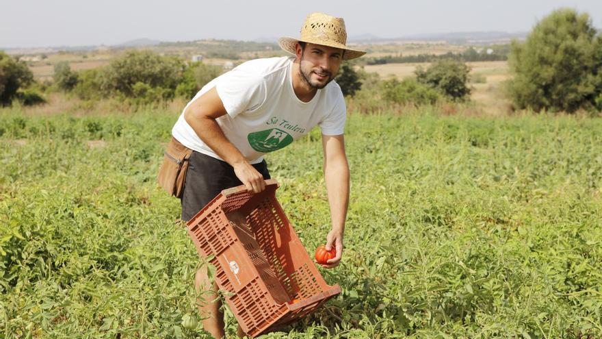 Sechs Tomaten-Sorten, die auf Mallorca gerade umwerfend schmecken