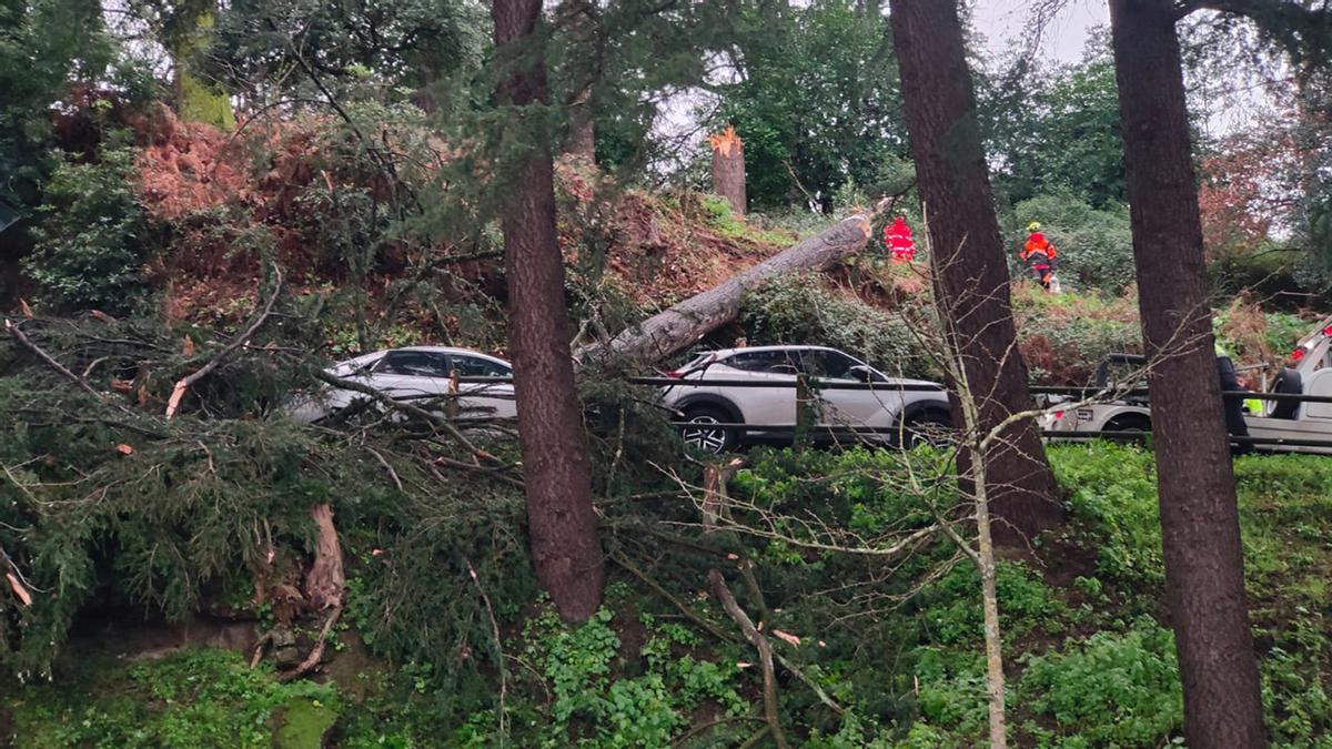 Bomberos trabajan en el Castro por la caída de un árbol