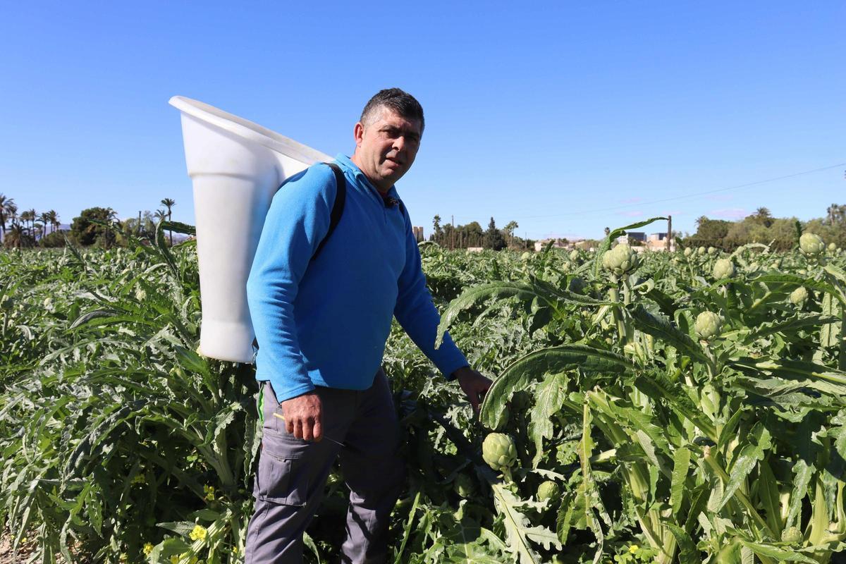 Andrés Soto recogiendo alcachofas en una de sus explotaciones en el Campo de Elche