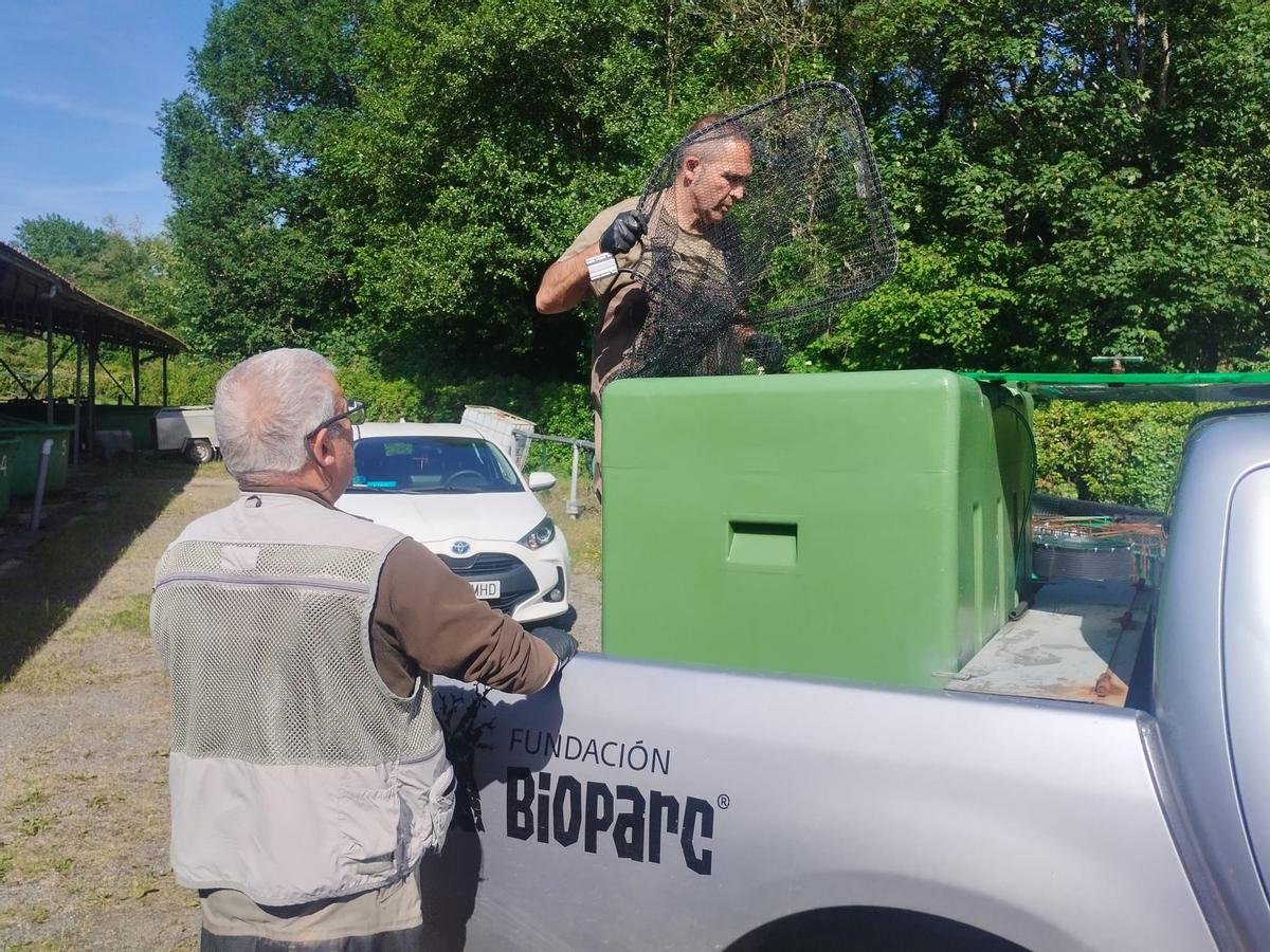 La extracción y traslado en vivo del campanu del Narcea, en imágenes