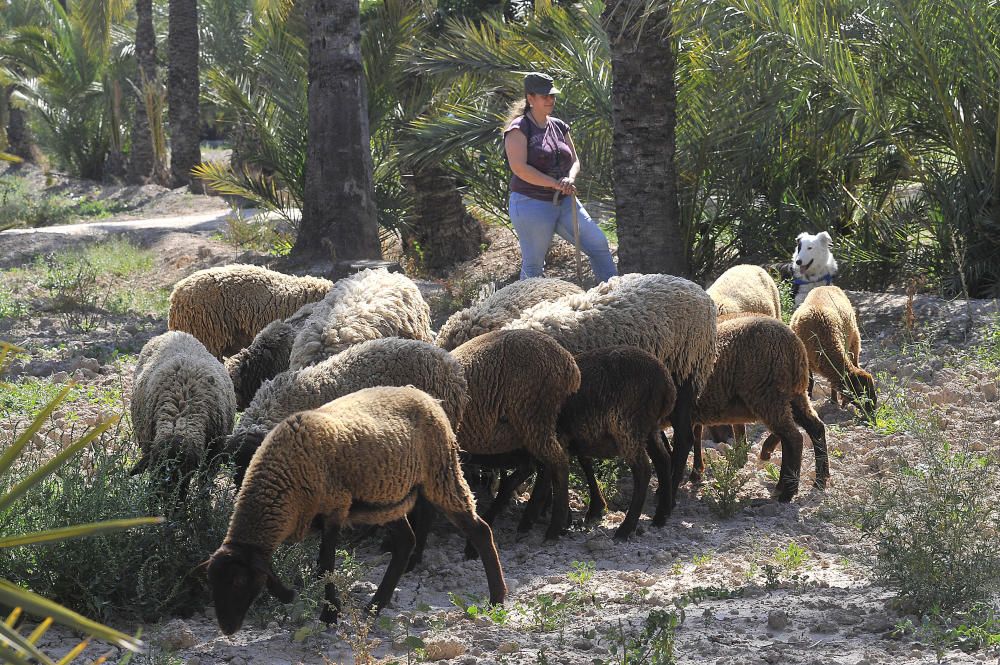 Las ovejas campan por el Palmeral