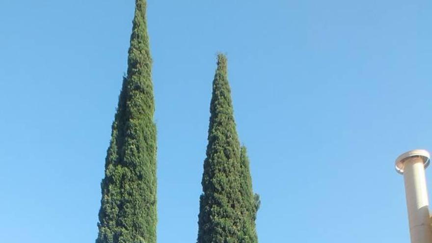 Los dos grandes cipreses de la puerta de la Estación.