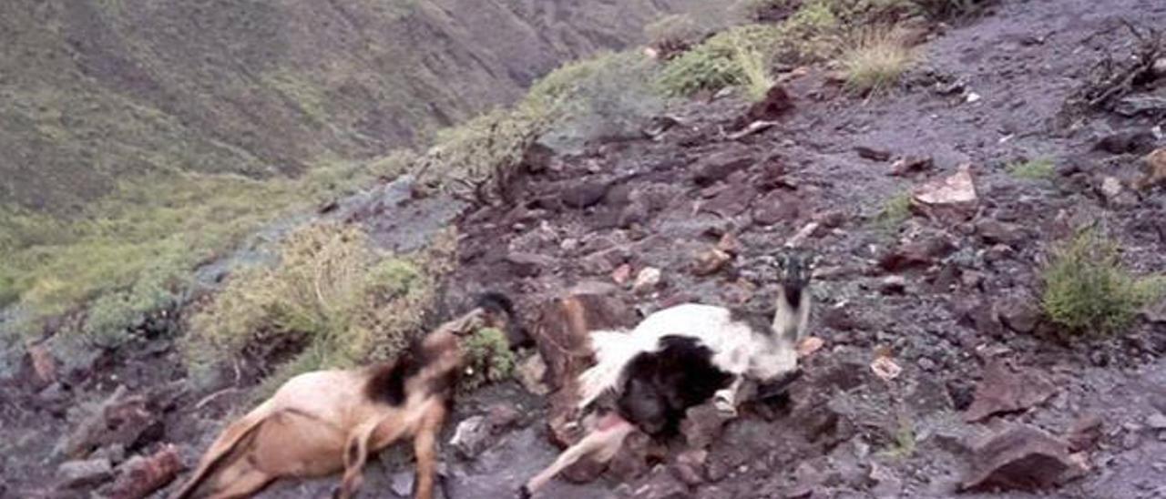 Cabras abatidas la pasada semana en los riscos del camino del Valle de Agaete a Tamadaba.