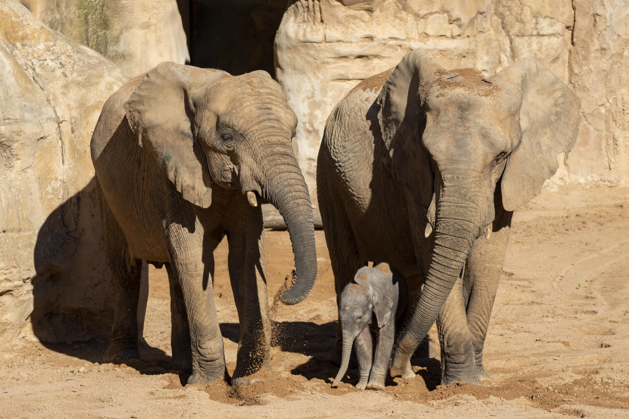 Nacimiento en Bioparc del primer elefante africano en la Comunitat Valenciana