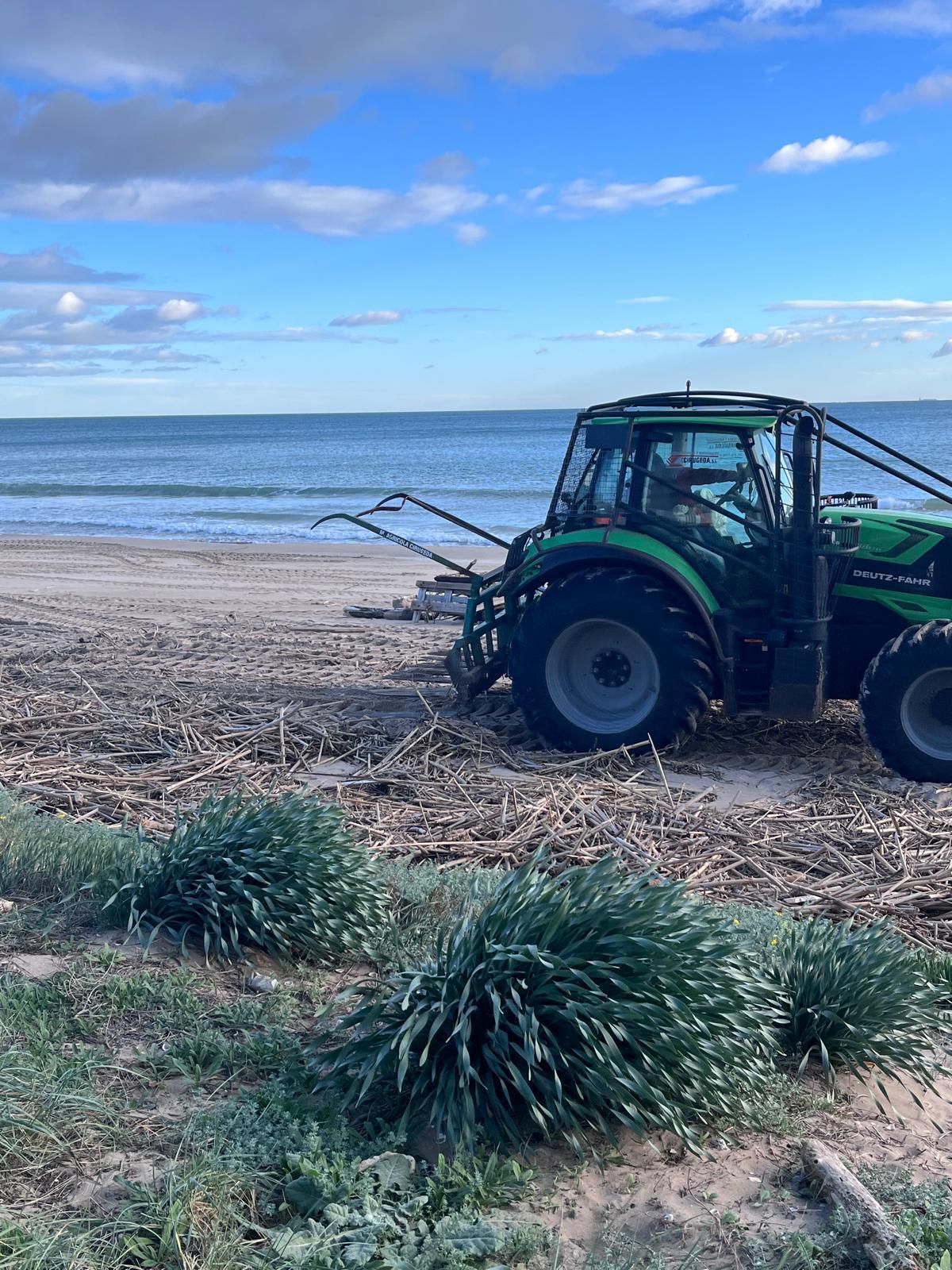 Un tractor arrastra las cañas en El Perelló