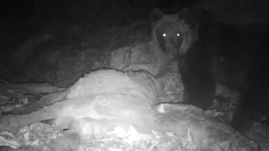 Graban a un oso devorando a una burra en Oviedo: "Están al lado de nuestras casas y nos van a comer a nosotros"