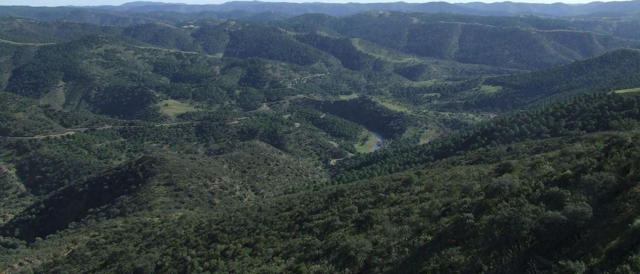 Área de nidificación del buitre negro al norte del Parque Natural de la Sierra de Hornachuelos.