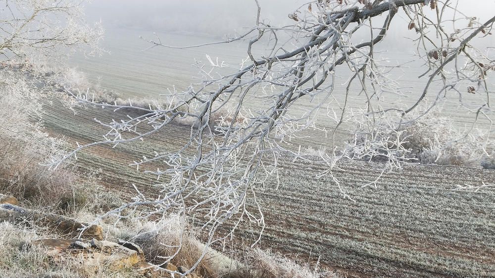 Riner. La boira gebradora deixa el paisatge blanc.