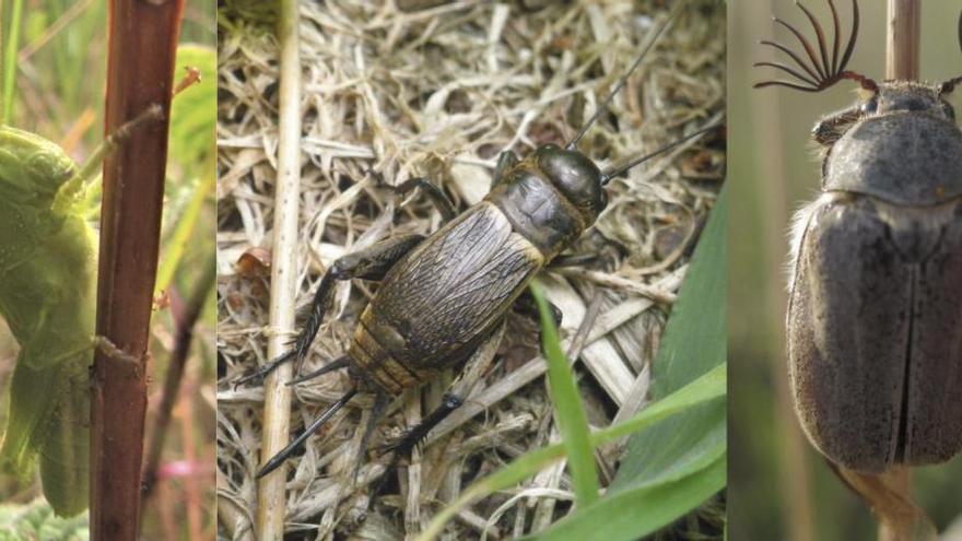 El ritmo de los insectos