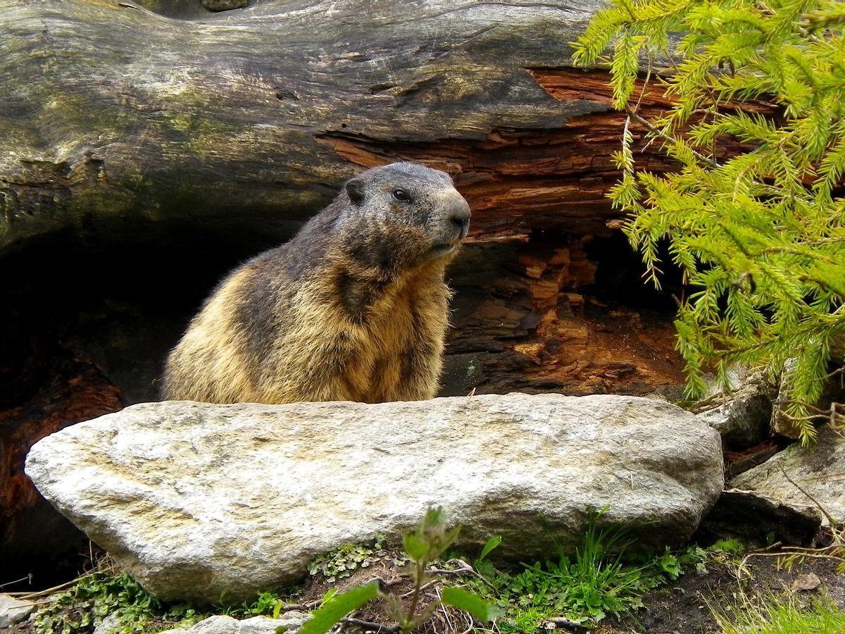 Una marmota.