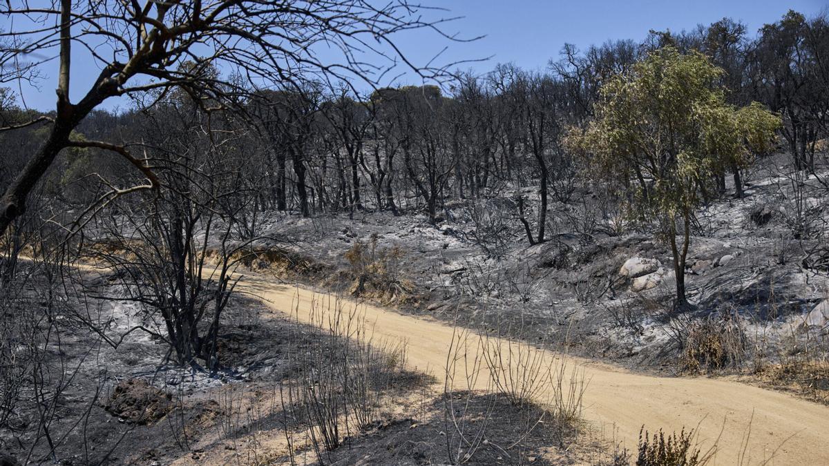 Les imatges de l'incendi a Mas Ambròs i Vall Repòs