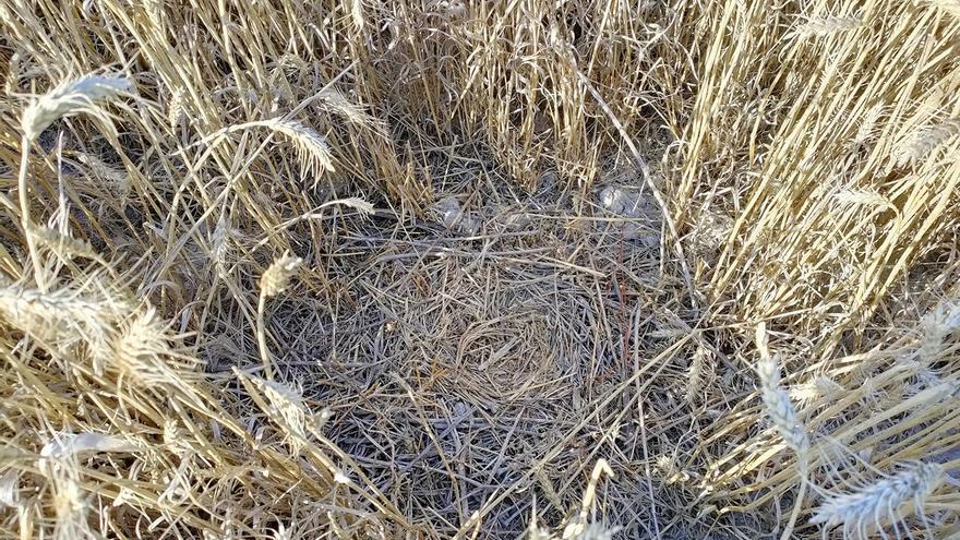 Alertan de que la planta fotovoltaica en Almargen está en un área &quot;altamente sensible&quot; para aves