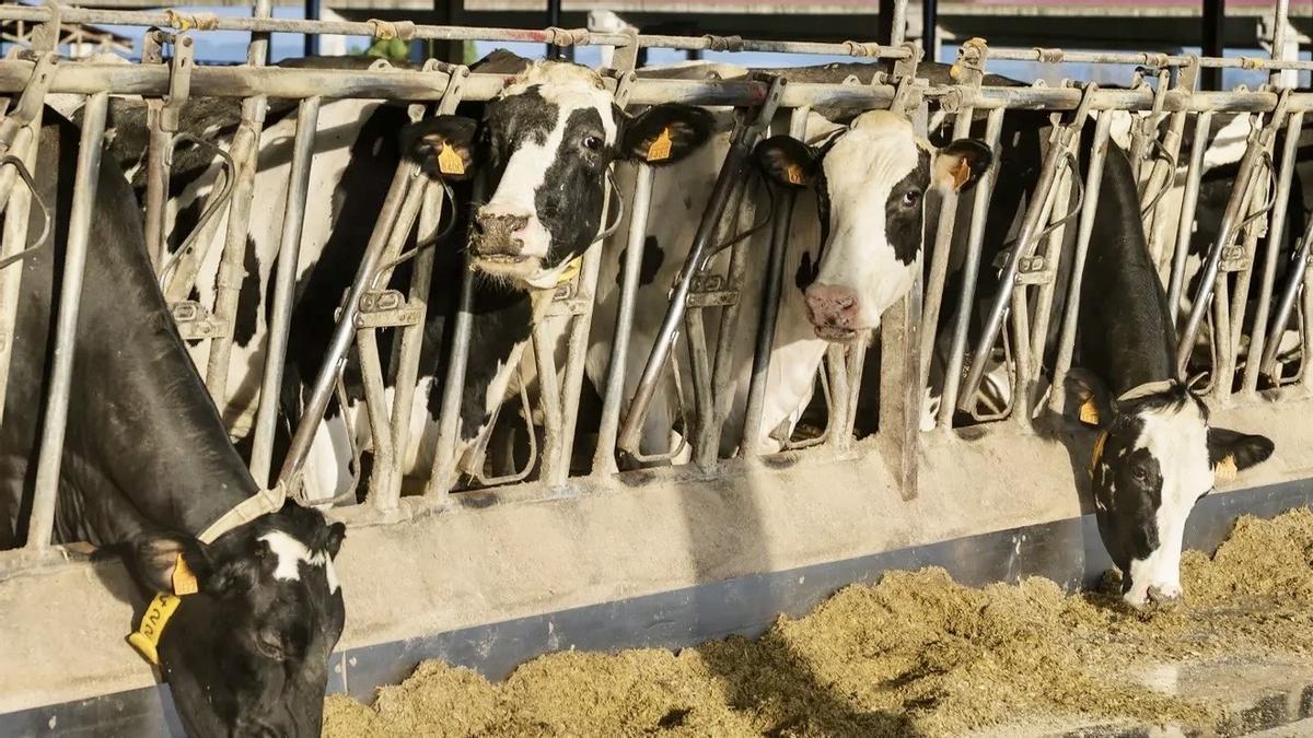 Galicia tiene 4.800 granjas que producen el 42% de la leche de España