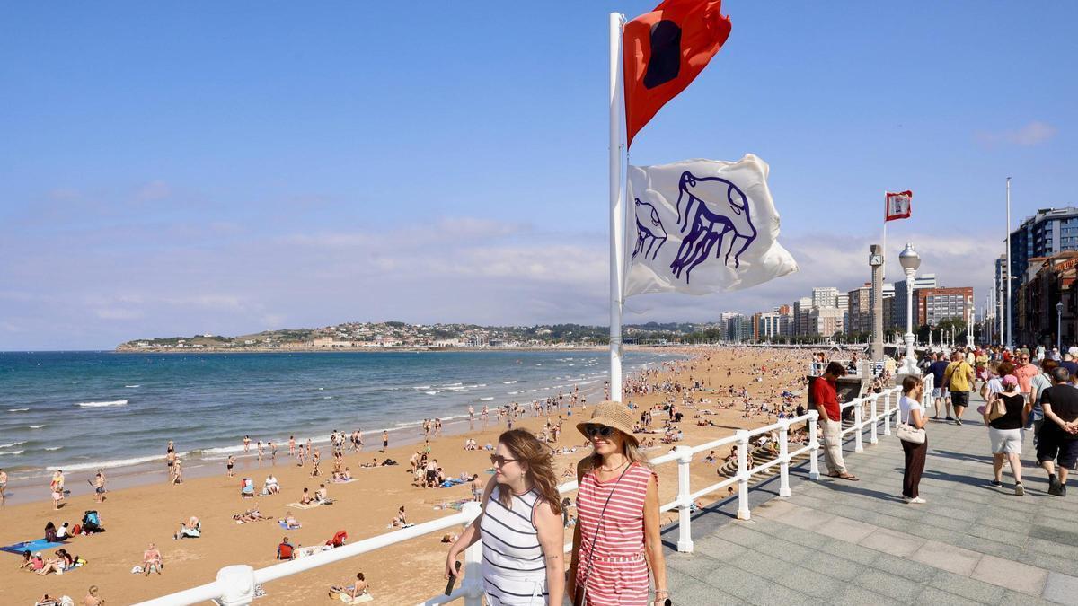 Llegada masiva de decenas de carabelas portuguesas recogidas en las playas de Gijón en lo que va de día