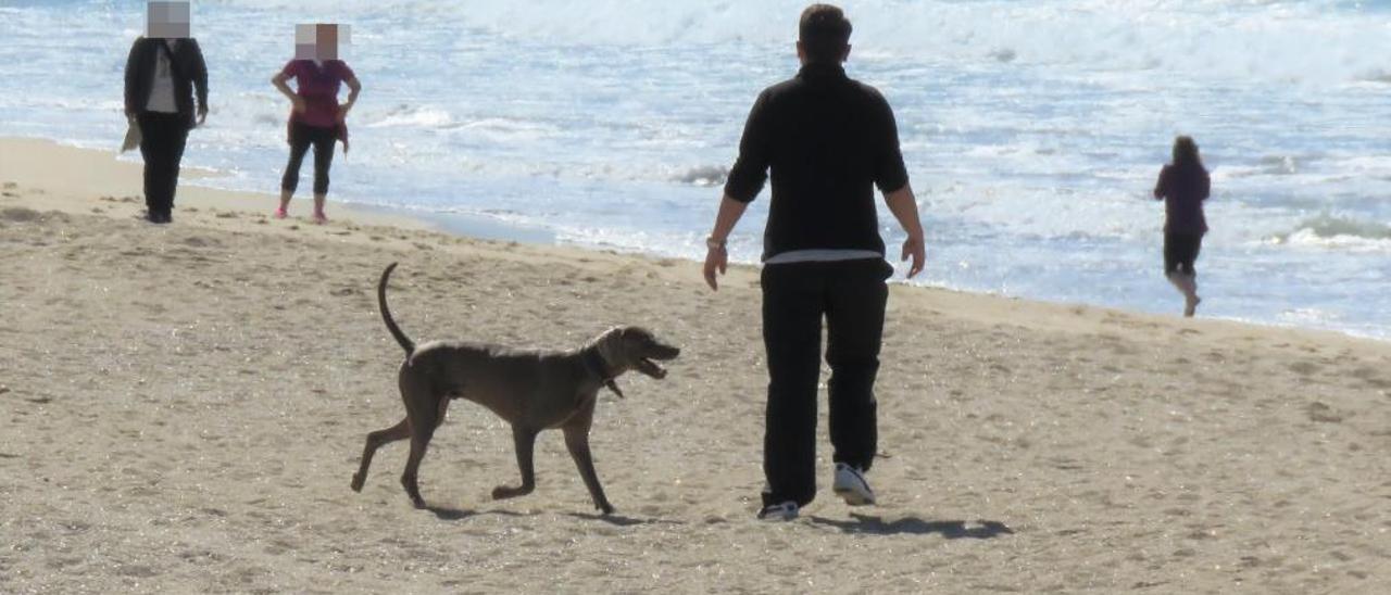 Perros en la playa de A Lanzada, donde está prohibida su presencia.