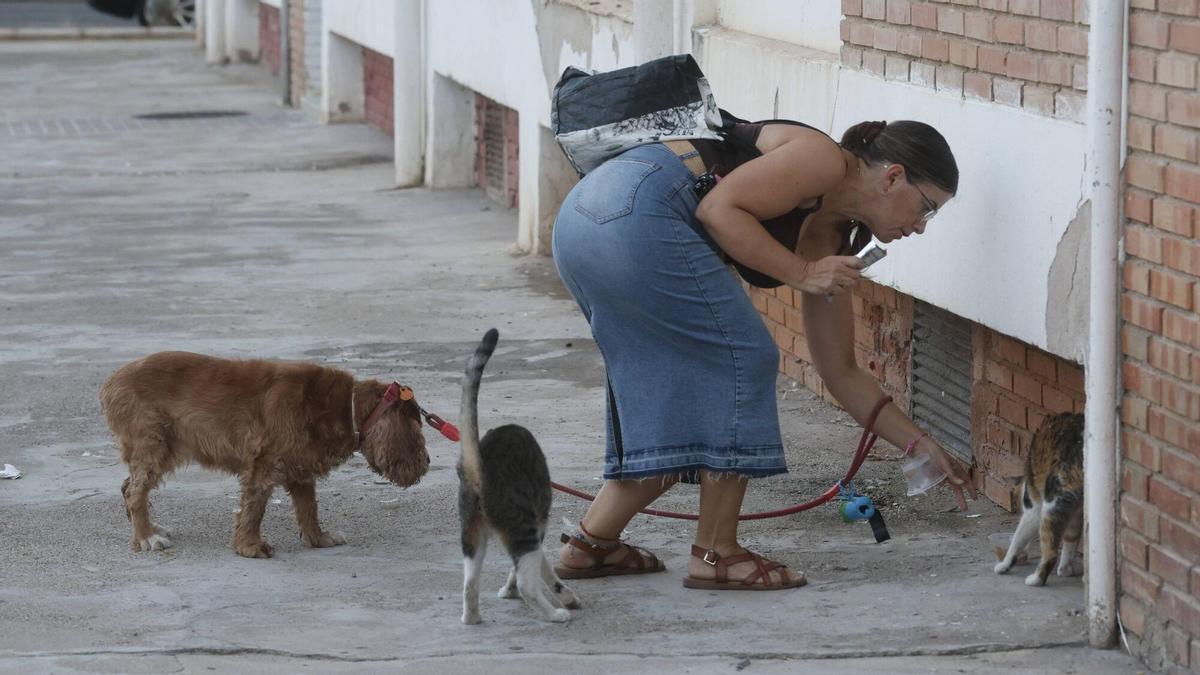 Los cuidadores invisibles de los gatos de Córdoba