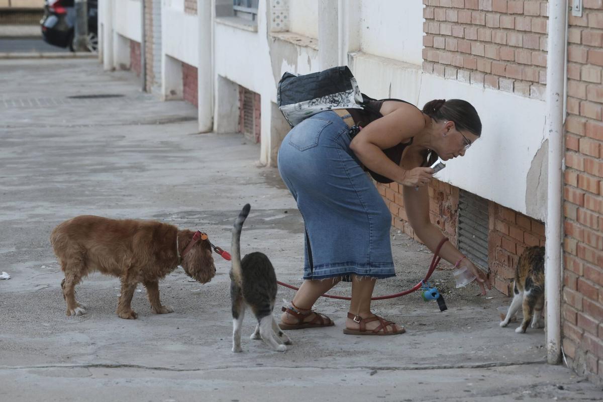 A.J.González Córdoba Colonia de gatos del barrio de la Fuensanta gatos callejeros