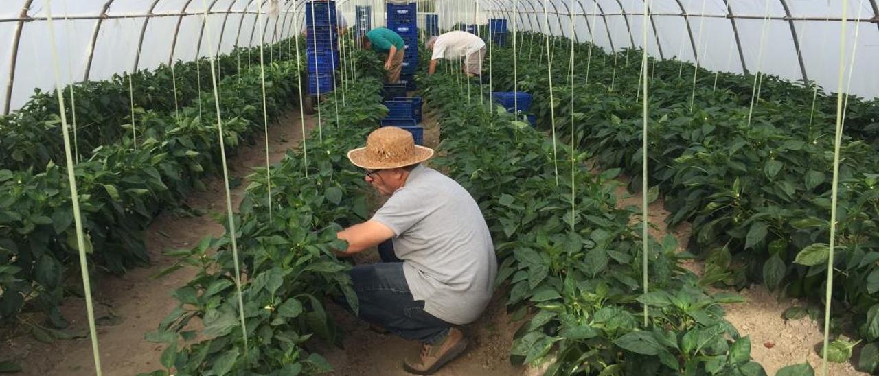 Un invernadero de cultivo en la provincia.