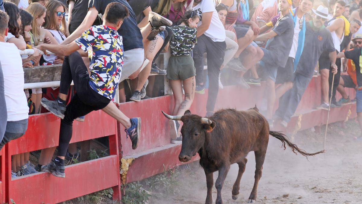 Darrera edició de les vaquetes celebrada durant la Festa Major de Santpedor del 2019