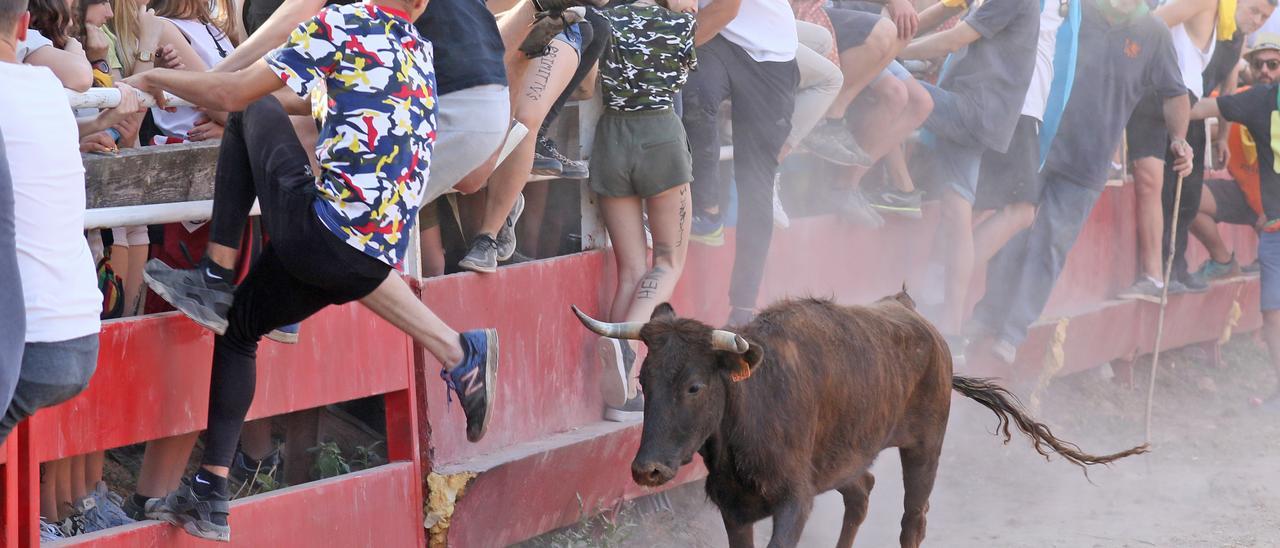 Darrera edició de les vaquetes celebrada durant la Festa Major de Santpedor del 2019