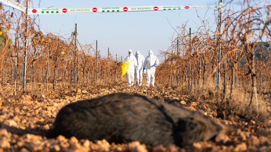 Alerten que el 60% de les infeccions emergents tenen origen animal