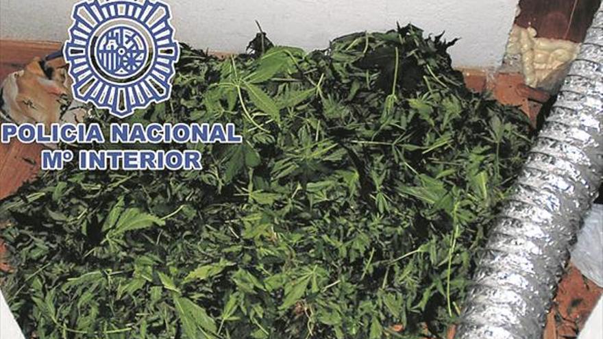 Detenido en Vila-real el ‘vigilante’ de una plantación de droga ‘indoor’