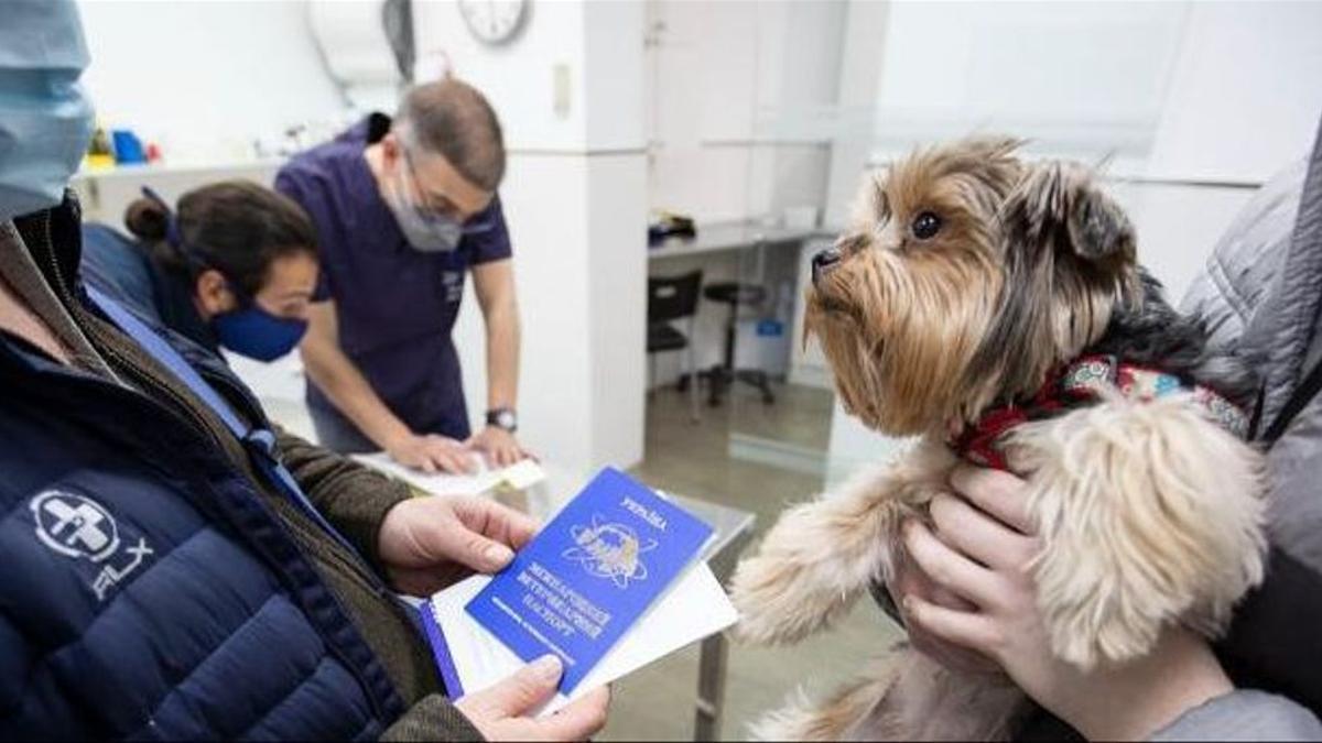 Un Yorkshire Terrier de Ucrania, durante su revisión en una clínica veterinaria.