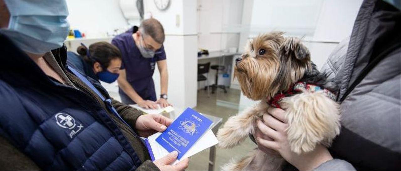 Un Yorkshire Terrier de Ucrania, durante su revisión en una clínica veterinaria.