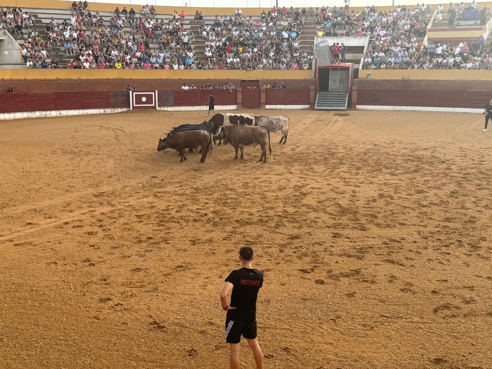 GALERÍA | Presentación de los toros de las fiestas de Fuentesaúco