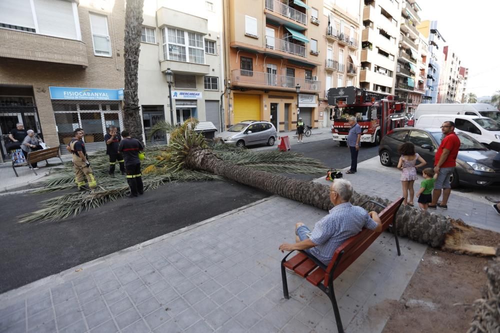 Una palmera se desploma en el Cabanyal