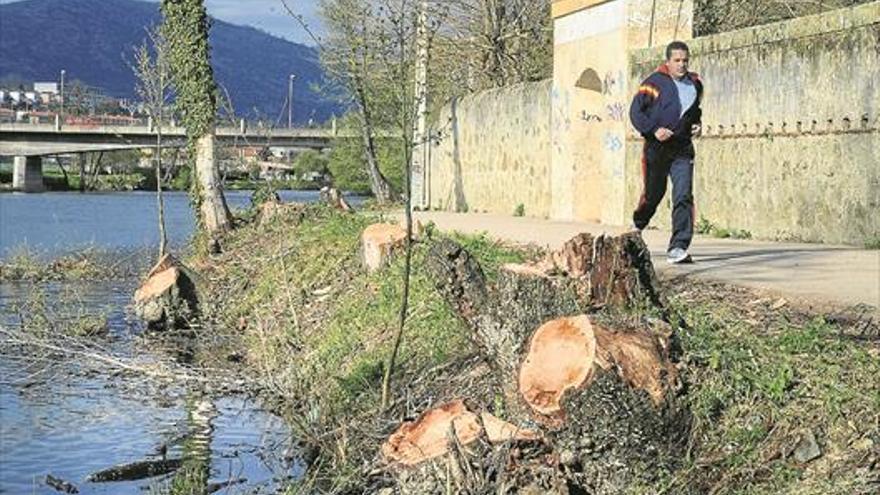 El Ayuntamiento de Plasencia realizará un nuevo inventario de árboles secos del río