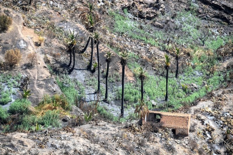 15-10-19 SUPLEMENTOS. ZONA CUMBRERA. ZONA CUMBRERA. Reportaje zonas quemadas tras dos meses. Reportaje triple entrega sobre el paisaje quemado, al cumplirse dos meses. La primera parte será Los tesosos de la Cumbre, en plan más positivo, con los brotes verdes, lugares que visitar. Un segundo con los héroes sin capa, sus protagonistas y una tercera con Lo que el fuego se llevó o Lo perdido, la parte más triste.  Fotos: Juan Castro.  | 15/10/2019 | Fotógrafo: Juan Carlos Castro