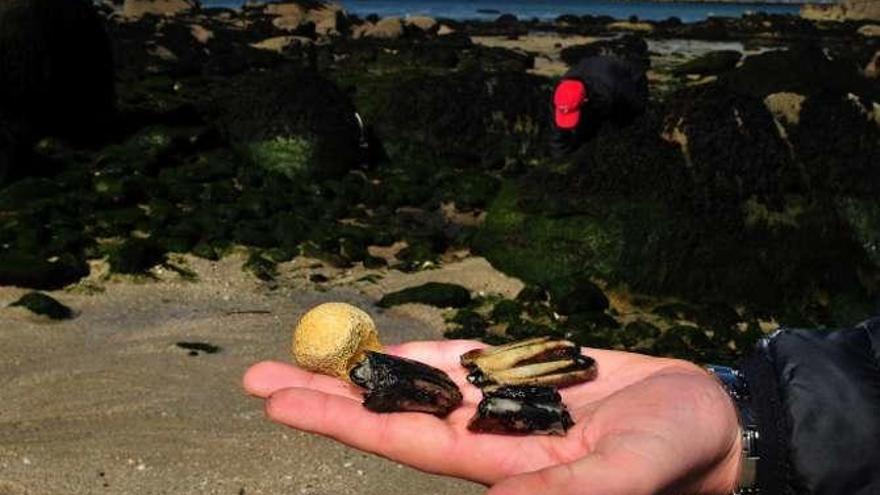 Huesos y dientes | En ese campo de cistas se hallan con relativa facilidad restos de lo que parecen ser dientes de ganado y huesos cuyo origen está por comprobar. Estos objetos corren el riesgo de ser tragados por el mar.