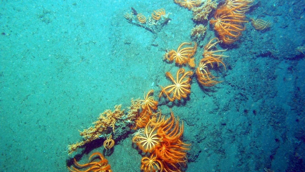 Brisinguellas sujetas a corales en las profundidades del cañón de Avilés.