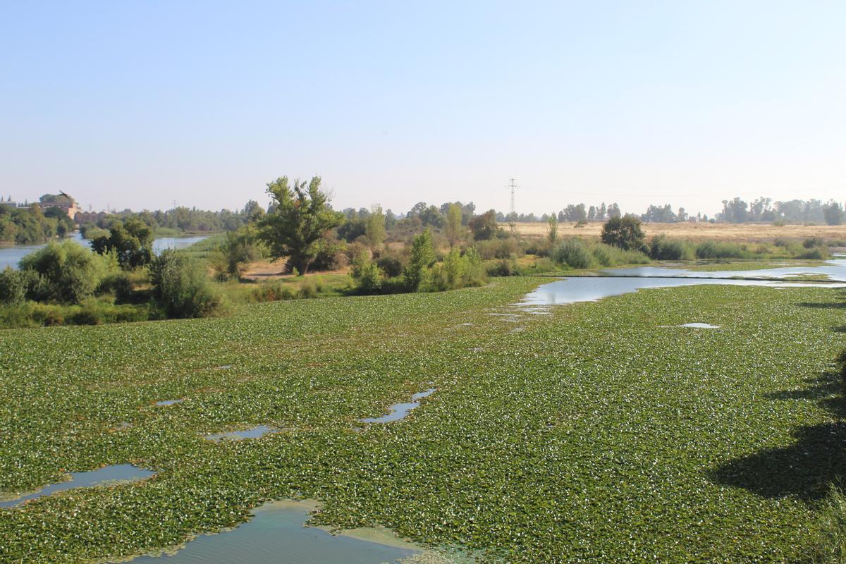 Río Guadiana, a su paso por el puente de la Autonomía.