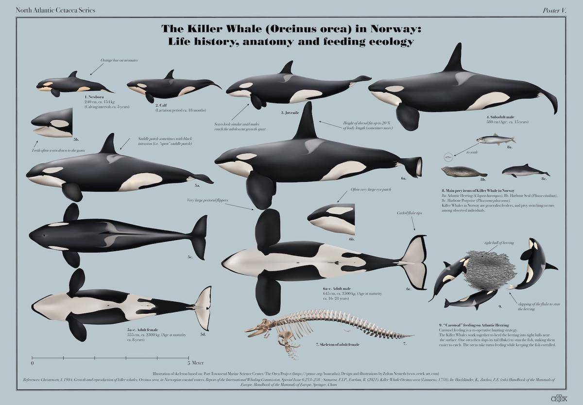 Un cartel mediante el que reconocer a las orcas.