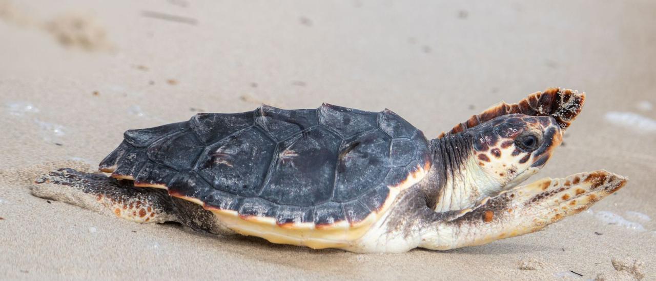 Una de las tortugas nacidas en Ibiza que el pasado mes de septiembre se soltaron en es Cavallet.