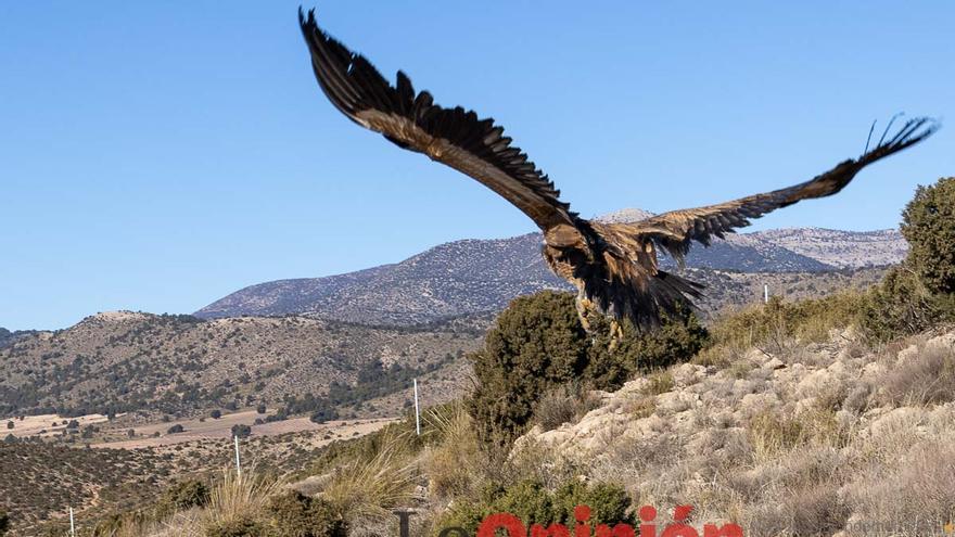 Liberan en Caravaca dos buitres leonados rescatados por el Centro de Recuperación de El Valle